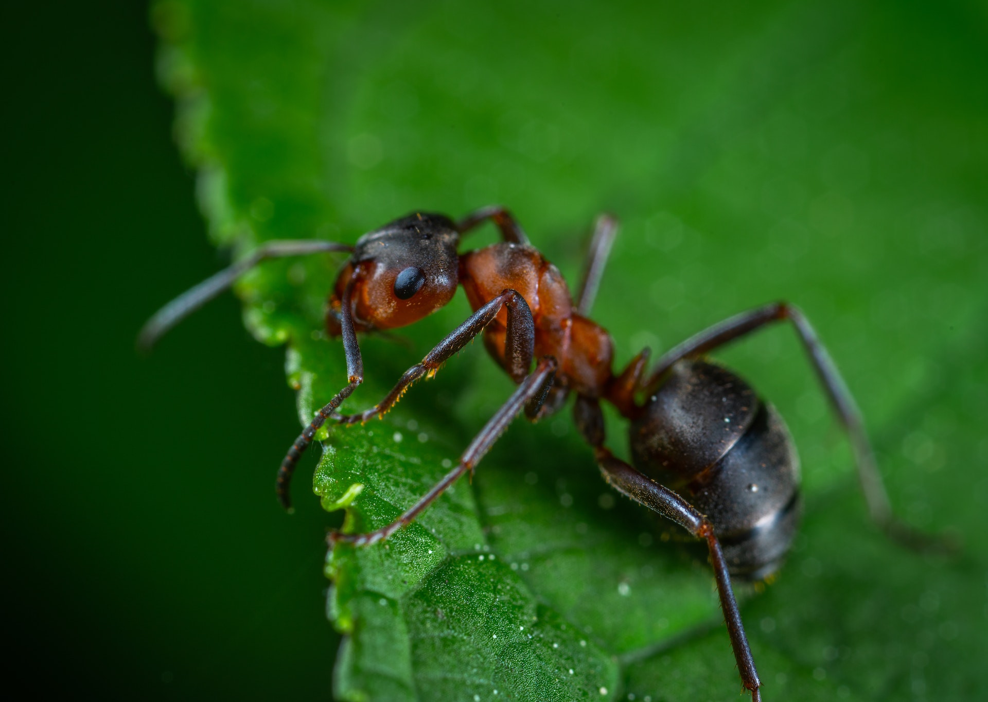 Prismáticos y Fotografía Macro de Insectos: Detalles Asombrosos