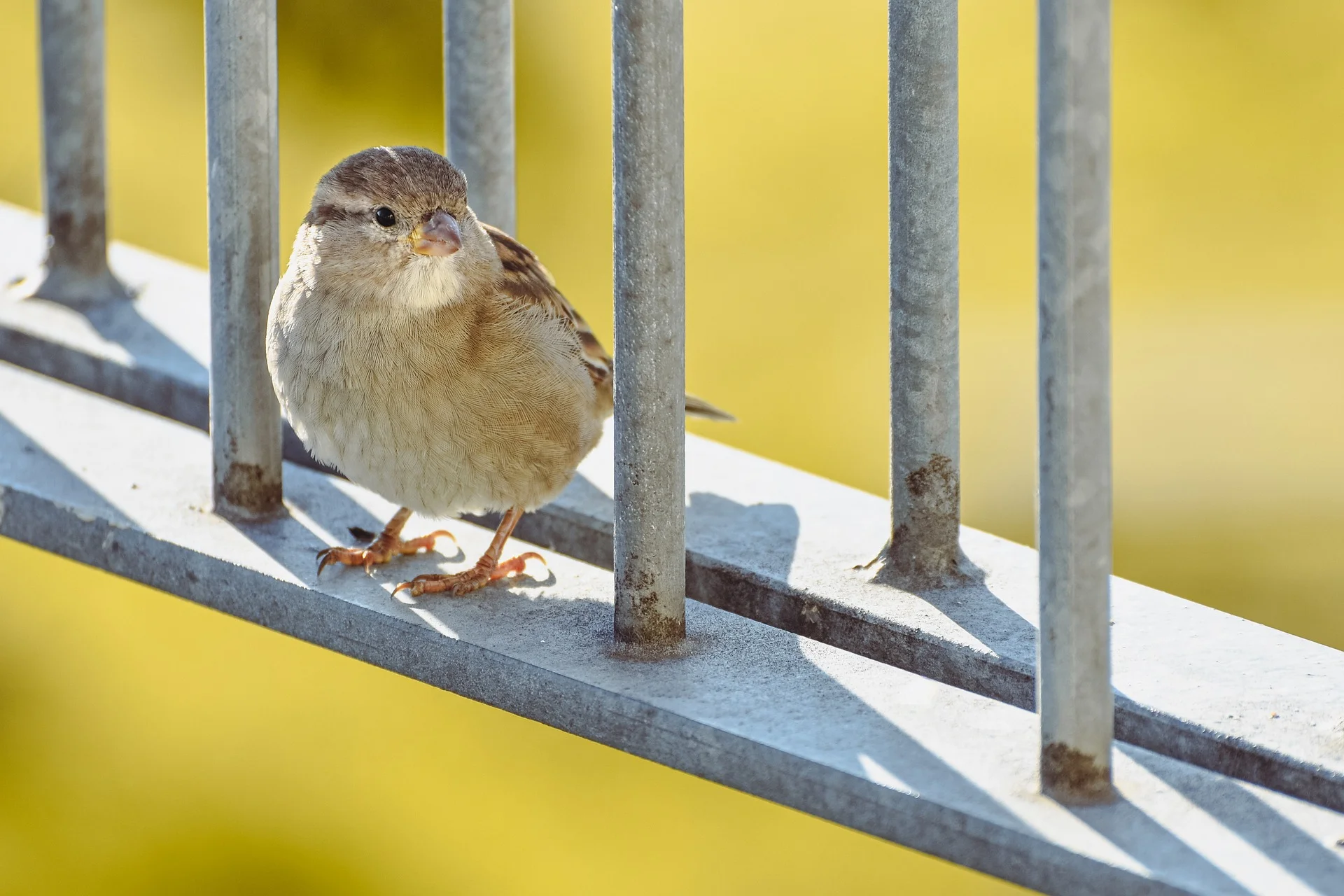 Los 5 mejores prismáticos para la observación de la fauna en la ciudad en 2024